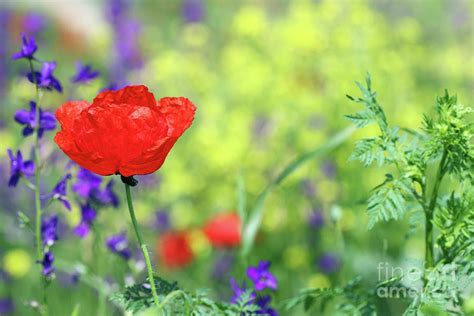 Red Poppy Flower Spring Season Photograph by Goce Risteski - Fine Art ...