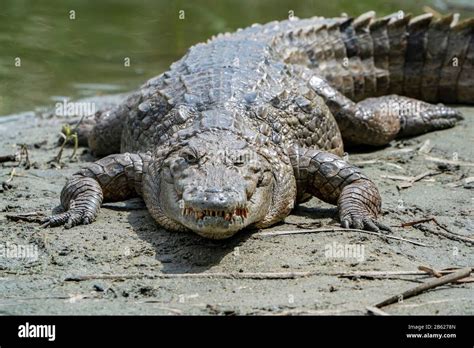 West African Crocodile | NatureRules1 Wiki | Fandom