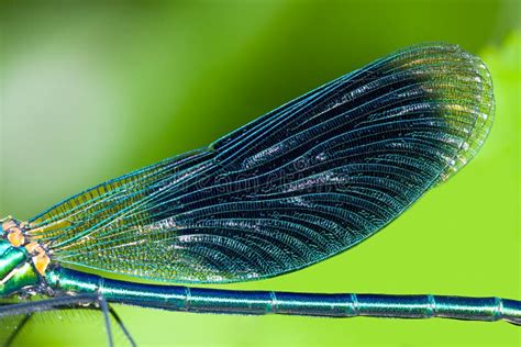 Blue Wings Dragonfly Close Up Stock Image - Image of animal, life ...