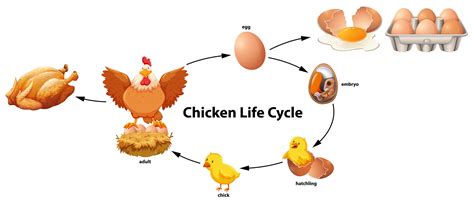 Science of Chicken Life Cycle 295275 Vector Art at Vecteezy