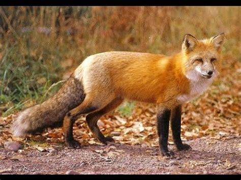 Red Fox Night sound. Sounds like screaming lady. - YouTube