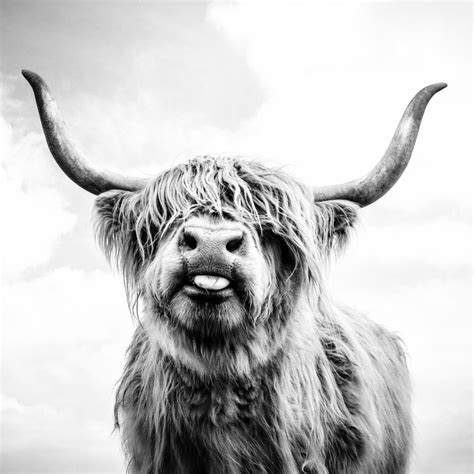 Highland Cow Printables