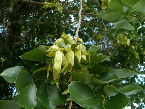 Dalbergia Sissoo – shisham jacaranda, sheesham wood, shisham wood, indian rosewood – Quinta dos ...