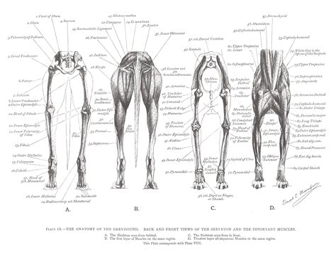 Greyhound Anatomy Diagram - Back and Front Views of the Skeleton and the Important Muscles ...