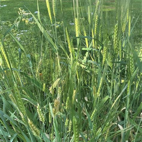 Growing Barley's Mystery - Garden In Delight