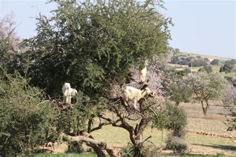 Tree-climbing goats