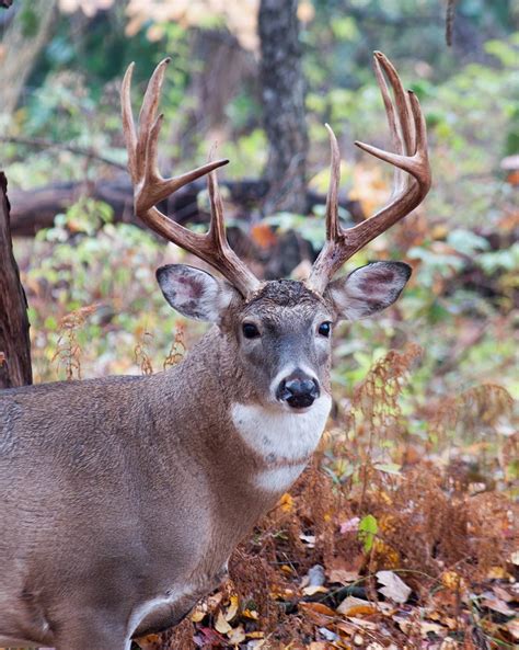 Antlers: The long and short of it - Research Outreach