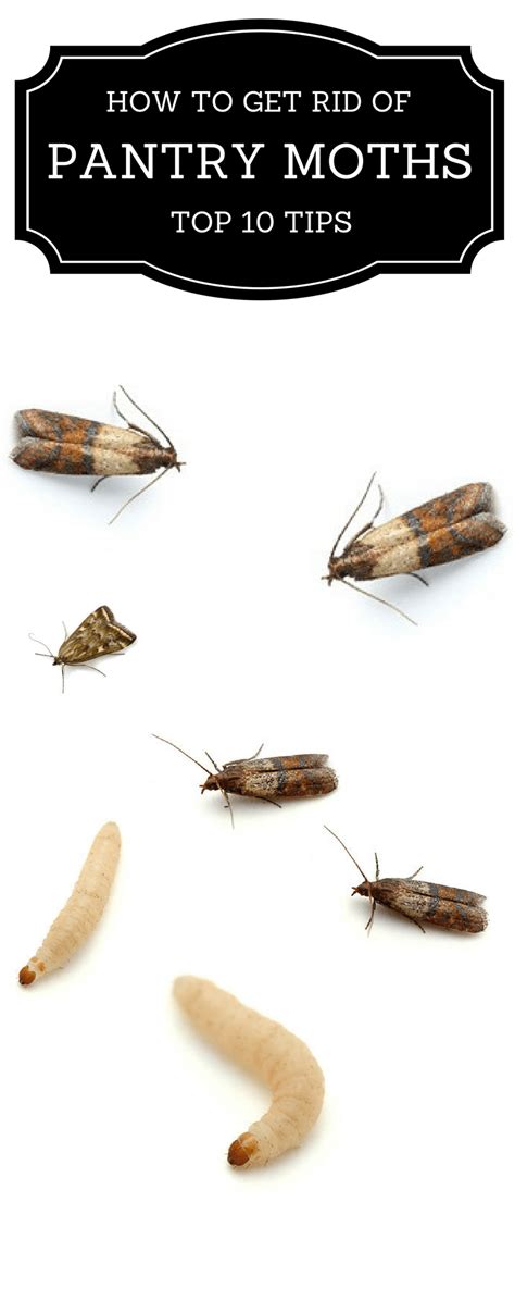 How to Get Rid Of Pantry Moths? – The Housing Forum