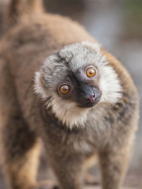 This is the common brown lemur! Found in Madagascar in 3 primary ...