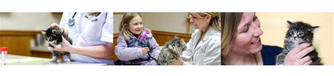 Cat Cardiology | Feline Heart Disease | Animal Clinic of Billings