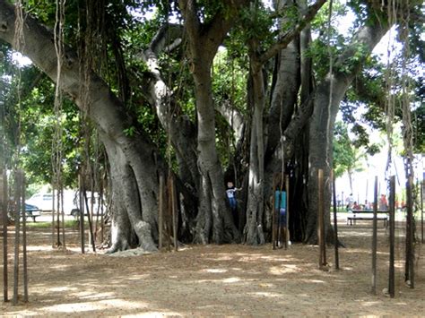 Inspiring Nature Photography By Carol Reynolds: Waikiki Banyan Trees