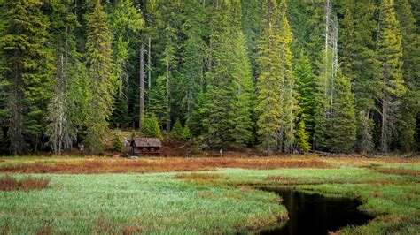 Bakgrundsbilder : landskap, skog, gran, vildmark, Oregon, Mount Hood, våtmarks, träd, höst, blad ...