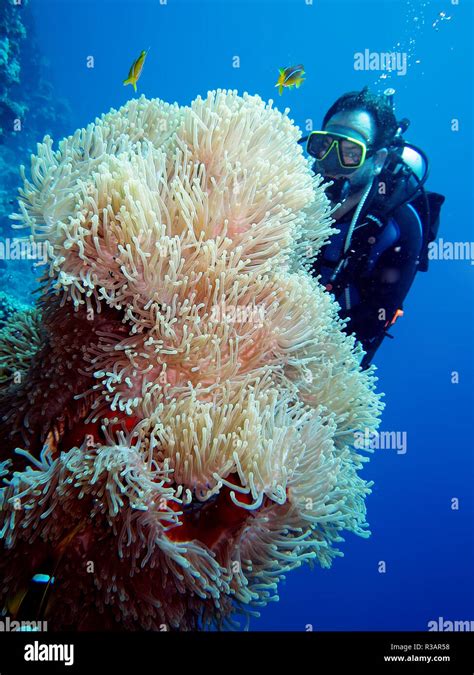 diving in the coral reef Stock Photo - Alamy