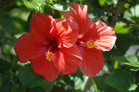 Free photo: Red hibiscus flower - Blossom, Pink, Tropics - Free Download - Jooinn