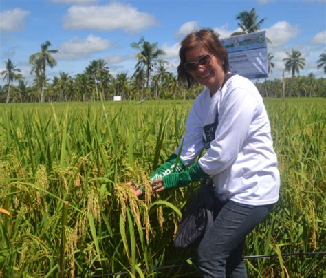 DA encourages farmers to use hybrid rice varieties for bounty harvest - Leyte Samar Daily News