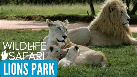 LION AND SAFARI PARK(LIONS PARK) Johannesburg, South Africa Tourism - YouTube