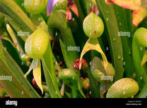 Darlingtonia californica Stock Photo - Alamy