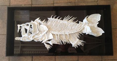 BASS FISH SKELETON | Fish skeleton, Bass fishing, Fish