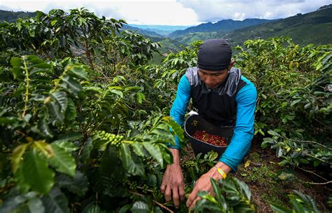 As Climate Changes, Colombia’s Small Coffee Farmers Pay the Price - Yale E360