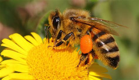 Descubre TU MUNDO: Las abejas desaparecen y con ellas nuestros alimentos