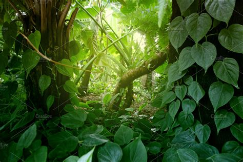 Tropical forest with plants. Nature | High-Quality Nature Stock Photos ~ Creative Market