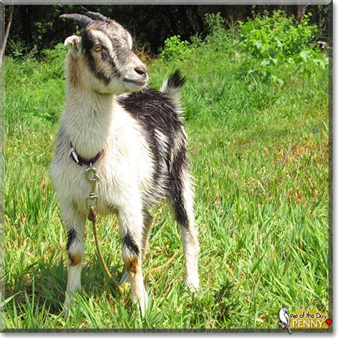 Penny - La Mancha, Mini Alpine Goat - August 7, 2012