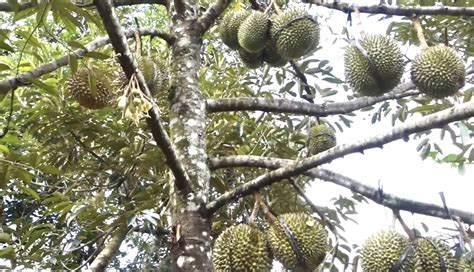 Begini Trik Budidaya Durian Duri Hitam Agar Panen Melimpah - Mediatani