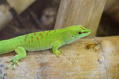 A Quick Look Into Gecko Species–The Ones To Know About! – Pet Geckos