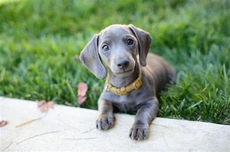 Five Things You Didn't Know about the Blue Dachshund