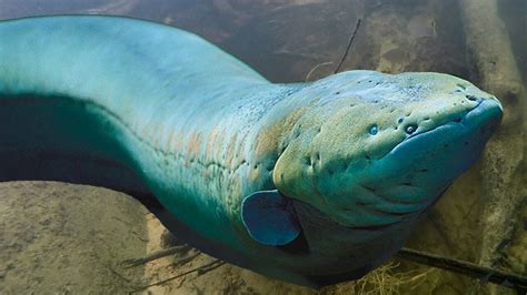 Shocking discovery: Electric eels hunt in packs in Amazon rivers ...