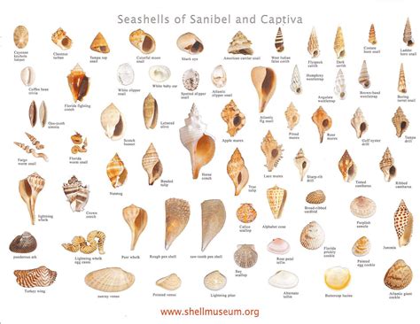 We love sea shells! Here is a diagram of many different types of shells ...