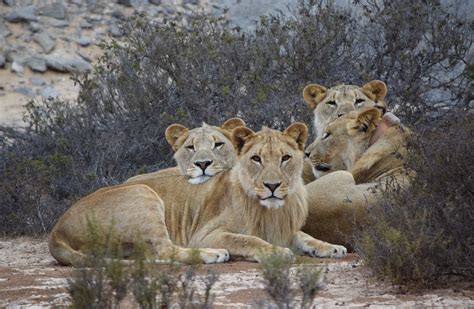 Namibia Desert Lion Mom and Her Three Adolescent Cubs