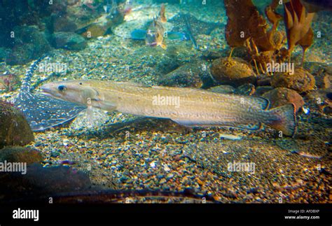 Ling fish hi-res stock photography and images - Alamy