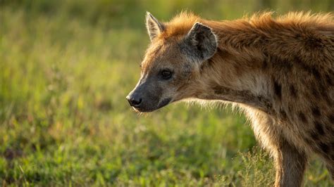 Mara National Reserve 2020-4903 | Olof von Gawinski | Flickr