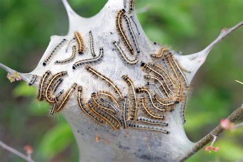 Destructive Gypsy Moth Caterpillars Stock Photo | Royalty-Free | FreeImages