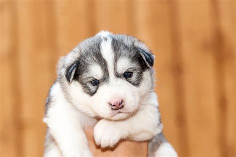 Newborn Siberian Husky stock photo. Image of beautiful - 58652540