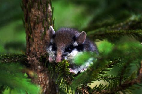 Garden dormouse. Garden dormice are typically 10 to 15 cm in length, with the tail adding 8 to ...