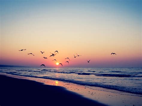 Beach Birds Wallpapers - Top Free Beach Birds Backgrounds - WallpaperAccess