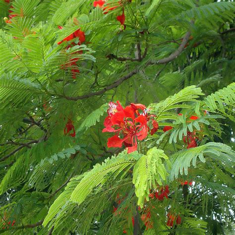 Gulmohar (Delonix regia) | Tooth Mountain Nursery