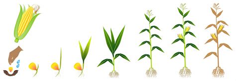 When Should I Test My Corn or Sorghum Plants? | EcoFarming Daily