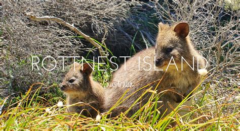 Finding the Quokkas of Rottnest Island - This Wild Life of Mine