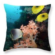 Tropical Coral Reef Fish by Georgette Douwma