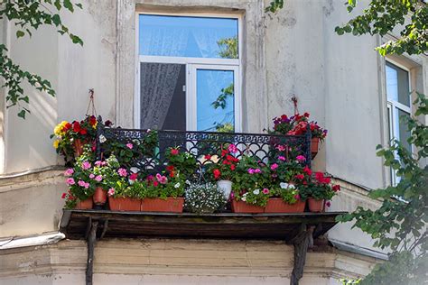 20 mejores plantas colgantes resistentes al sol para decorar balcones y exteriores - Mejor con Salud