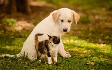 Puppies and Kittens Wallpaper ·① WallpaperTag