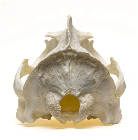 California Sea Lion Skull Replica