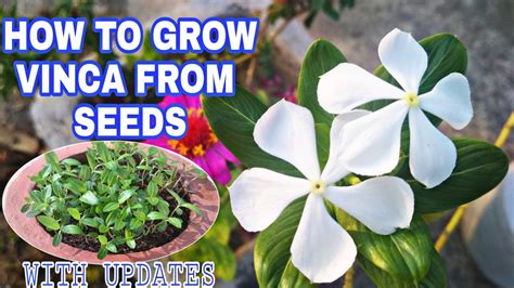 How To Grow VINCA /सदाबहार /Periwinkle From Seeds... - YouTube