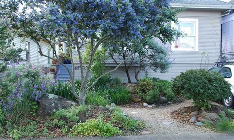 Ceanothus 'Ray Hartman' - Ray Hartman California Lilac | Flickr ...