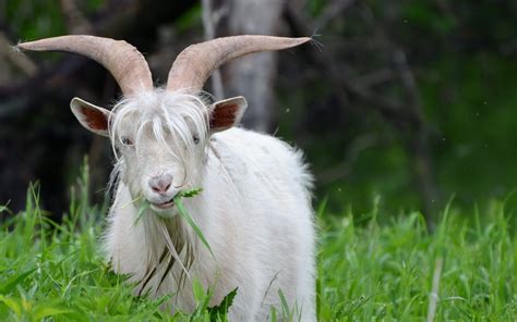 Beautiful Small Farm Animals That Eat Grass