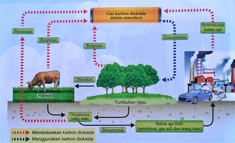 Kepentingan Kitar Karbon Kepada Alam Sekitar - Bab 7 Udara 7 1 Komposisi Udara Iteach Science ...