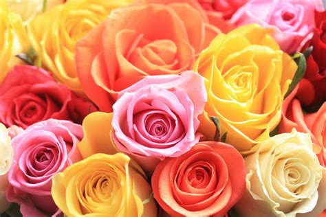 Flower Color Meanings | Significance of Flower Colors | Petal Talk